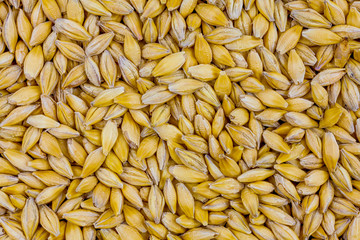 Wheat background view from the top close up
