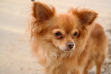 Chihuahua am Strand