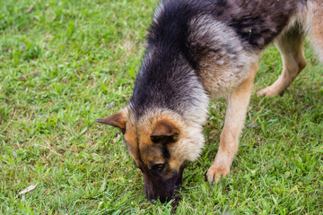 young brown dog playing with wooden stick on green grass in summ