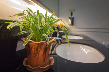 Ornamental plants in hotel toilet
