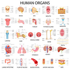 Chart of different Human Organs - obrazy, fototapety, plakaty