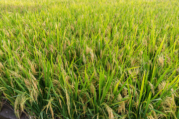 Paddy rice meadow