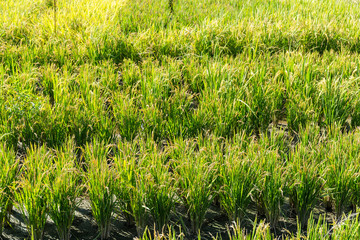 Paddy rice meadow