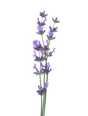 Three  sprigs of lavender  isolated on white background.