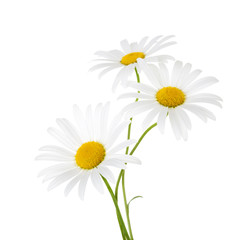 Fototapeta Three flowers of chamomile isolated on a white background obraz