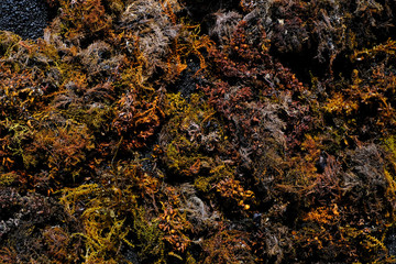 matière texture algue plante mousse plage océan mer vert rouge