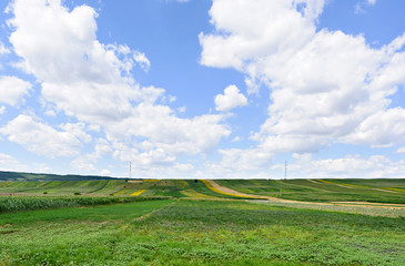 Fototapeta premium Photo of green wheat, corn and sunflower fields with blue sky, Romania.