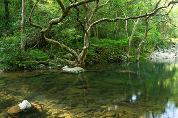 Obraz na płótnie Canvas Tropical Forest and water lake