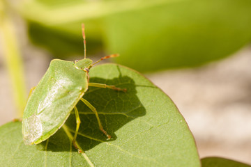 Green stink bug