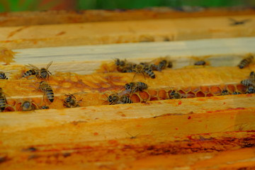 Honey bees on the hive. 