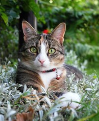 Katze liegt im Garten