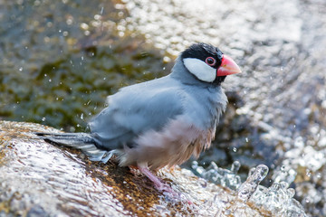 Java sparrow (Lonchura oryzivora)
