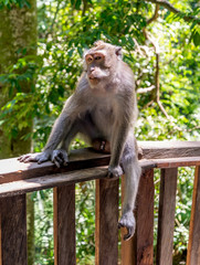 Naklejka na ściany i meble Long tailed macaque in the Monkey Forest