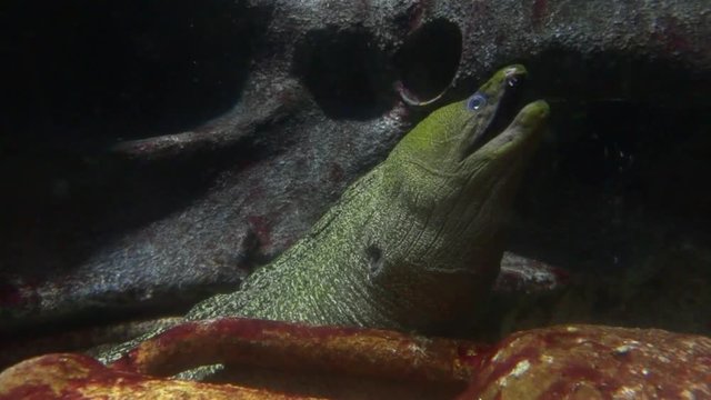 Мурена открывает закрывает рот