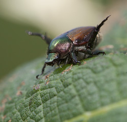 Garden pest