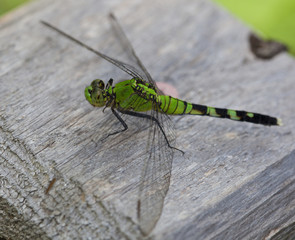 Green bug