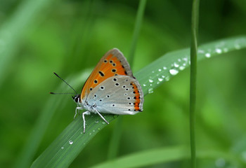 Beautiful butterfly sitting on leaf