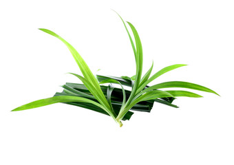 Fresh pandan leaves on white background