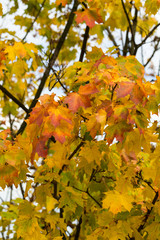 impression of leaves and autumn colors