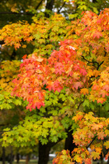 impression of leaves and autumn colors