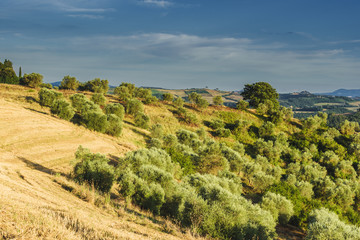 Old rural land with olive trees on the hillside