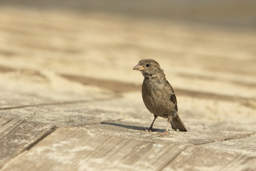 Sparrow on the wooden floor