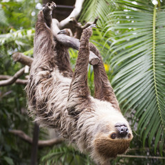two-toed sloth on the tree © kungverylucky