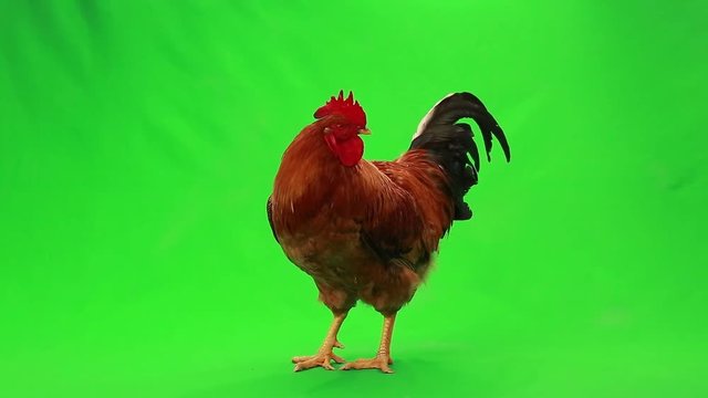 singing rooster on  green screen