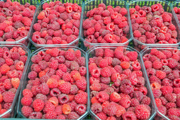Freshly-picked fruits raspberries in a basket of half a kg