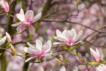 Fototapeta premium Wonderful magnolia flowers