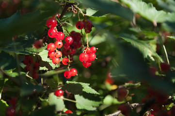 Fototapeta premium Red currants