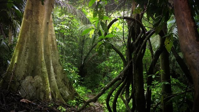 Scenic jungle rainforest nature background. Asian lush forest wilderness flora