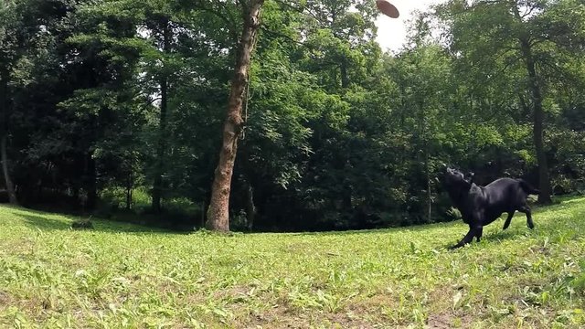 Black dog that jumps for a toy on the grass.