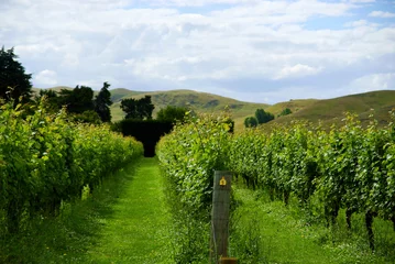 Papier Peint photo Lavable Nouvelle-Zélande Les rangées de vignes à Hawkes Bay en Nouvelle-Zélande
