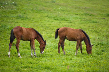 Two foals in a meadow