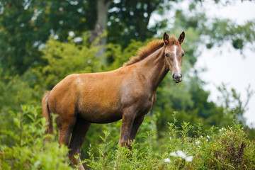 Foal in a meadow