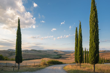 Beautiful picturesque view of the road and cypress trees.