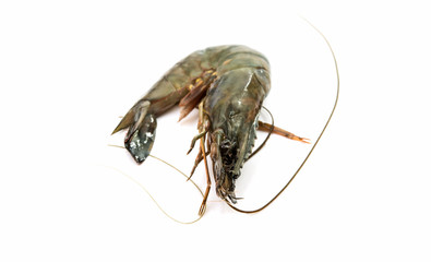 Raw fresh shrimp