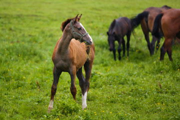 Fototapeta premium Foal in a meadow