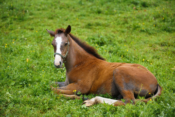 Naklejka na ściany i meble Foal lying on grass