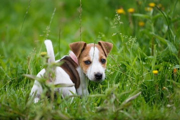 Cheerful puppy Jack Russell Terrier