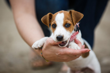 Cheerful puppy Jack Russell Terrier - 117442550