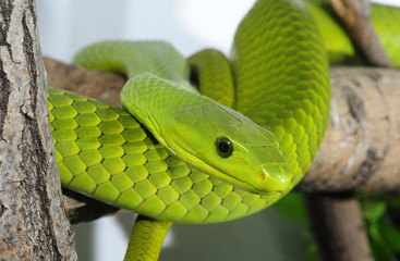Gewöhnliche Mamba (Dendroaspis angusticeps) im Terrarium