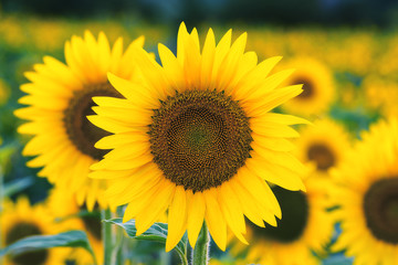 Obraz premium yellow sunflowers