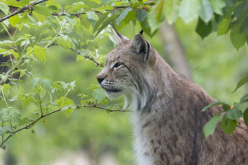 Lynx