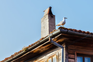 Seagull sitting on the roof of the old wooden house