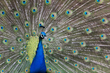 Obraz premium Peacock