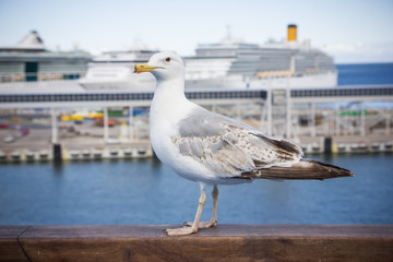 Fototapeta na wymiar Seagull on ferry in port closeup.