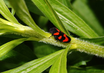 Blutzikade Cercopis vulnerata auf einem Blatt