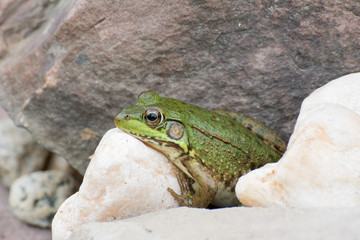 Fototapeta premium Bullfrog On A Rock
